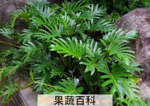 春羽的养殖方法和注意事项
