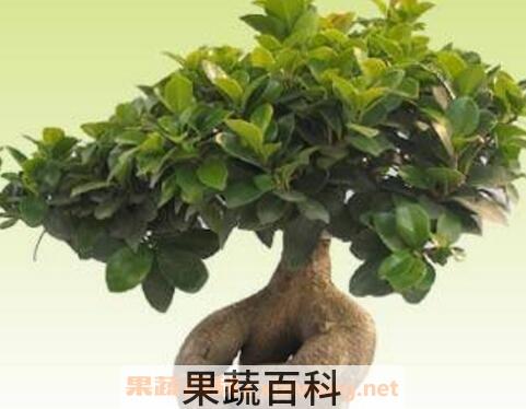 人参榕的养殖方法和注意事项