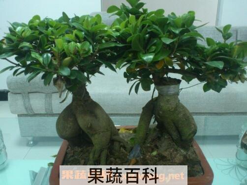 人参榕的养殖方法和注意事项