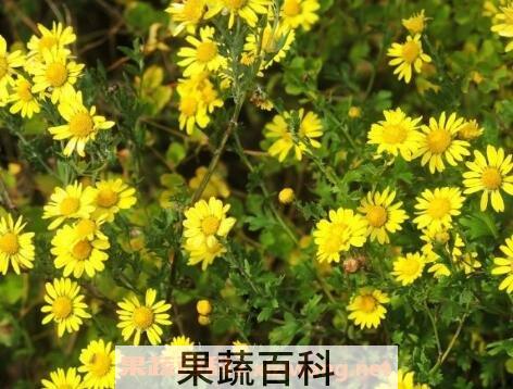 野菊花的功效与作用及服用禁忌