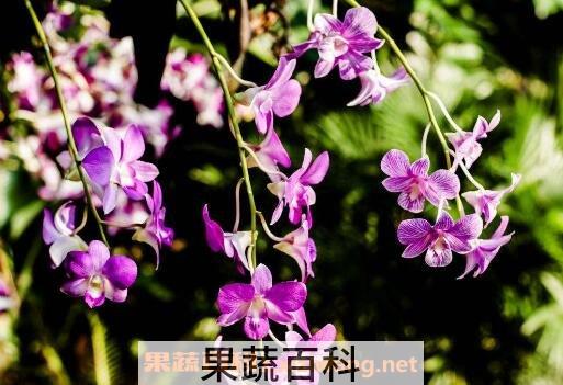石斛兰的养殖方法