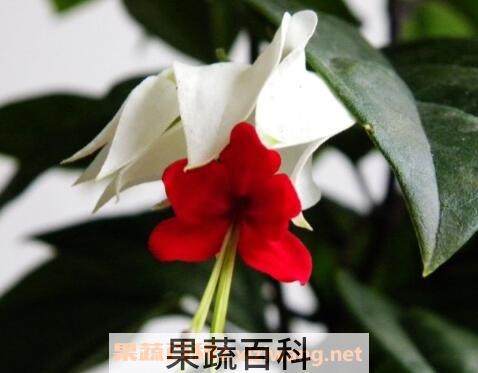 龙吐珠花怎么养 龙吐珠花怎么剪枝繁殖