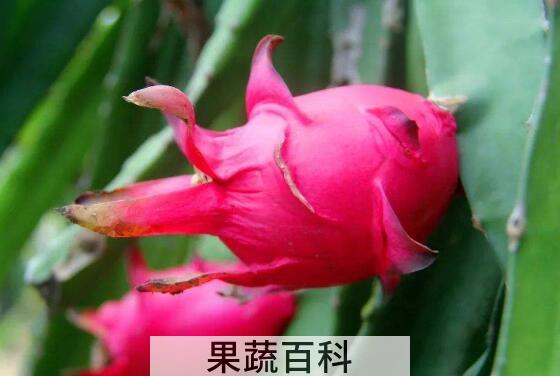 火龙果皮擦脸的好处