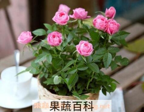 盆栽玫瑰花如何养殖