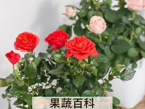 盆栽玫瑰花如何养殖