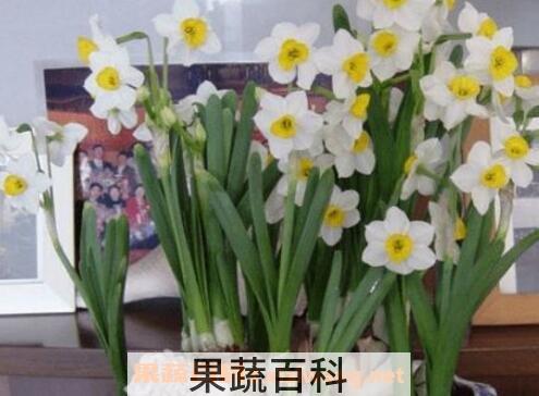 水仙花如何养殖方法