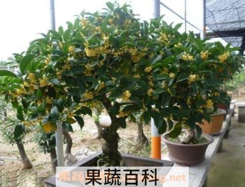 桂花如何室内养殖