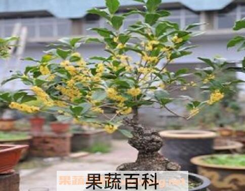 桂花如何室内养殖
