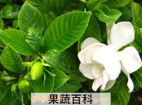 日本栀子花如何养殖