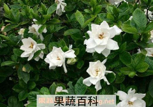 日本栀子花如何养殖