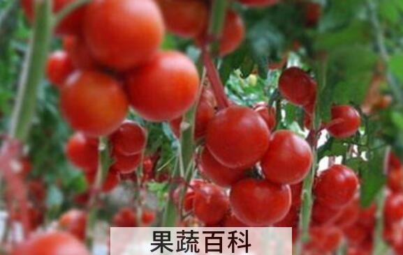 有机番茄的功效与作用