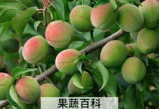 酵素梅子的功效与作用