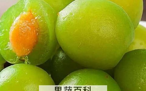 青梅酵素的功效与作用