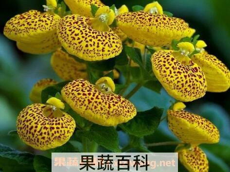 元宝花如何养殖方法