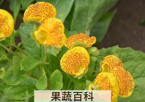 元宝花如何养殖方法