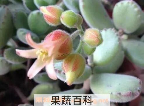 熊掌花怎么养 熊掌花多肉如何插接