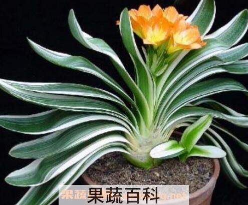 君子兰不开花怎么办