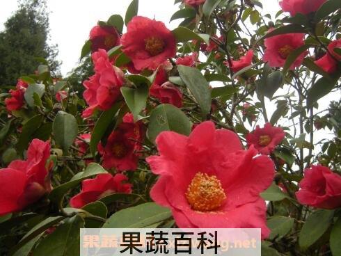 四季茶花养殖方法和注意事项