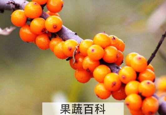 小春沙棘的功效与作用