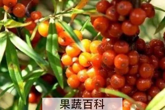 小春沙棘的功效与作用