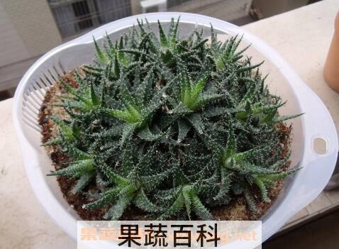 雪花芦荟的养殖方法