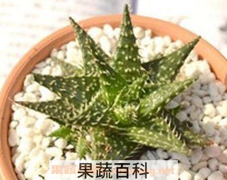 雪花芦荟的养殖方法