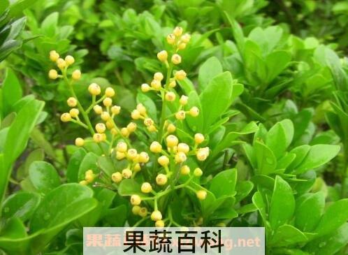 米兰花的养殖方法