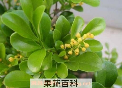 米兰花的养殖方法