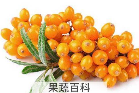 沙棘的美容功效与作用