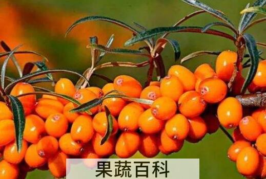 沙棘的美容功效与作用