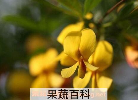 金雀花的养殖方法和注意事项