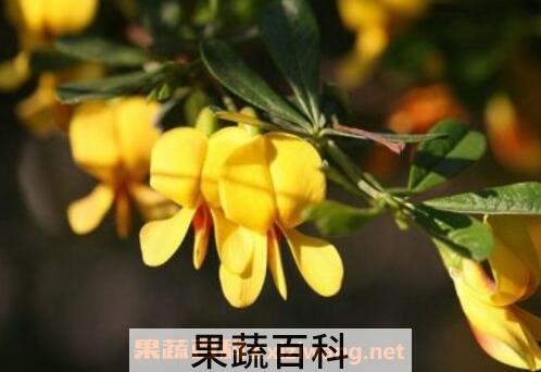 金雀花的养殖方法和注意事项