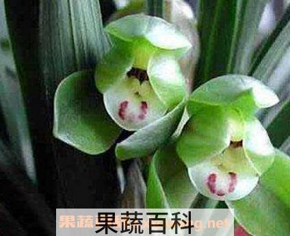 五瓣兰花的养殖方法