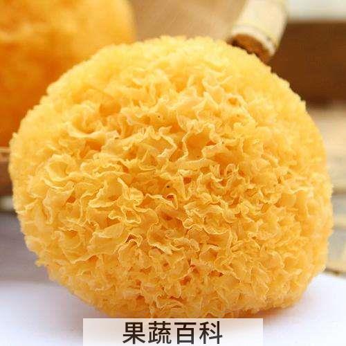 白木耳