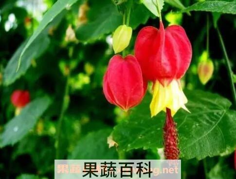 蔓性风铃花的养殖方法
