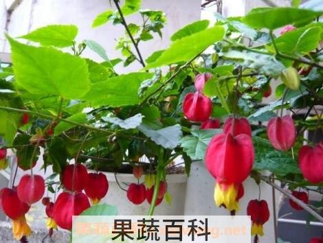 蔓性风铃花的养殖方法