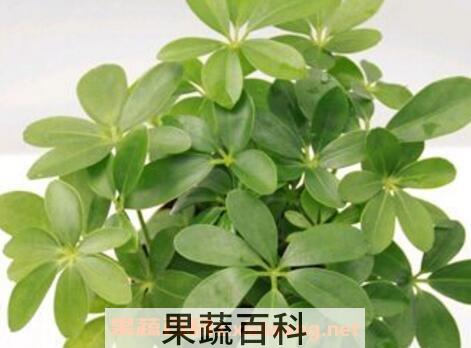 鸭爪花怎么养 鸭爪花的养殖方法