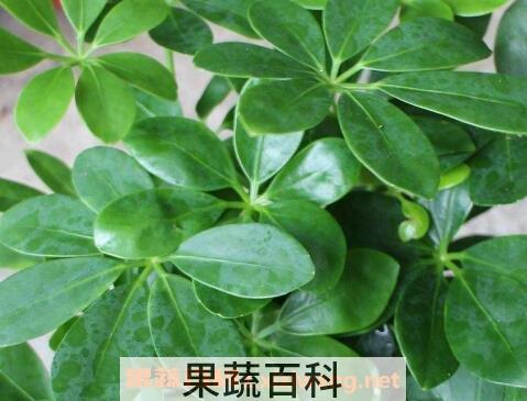 鸭爪花怎么养 鸭爪花的养殖方法