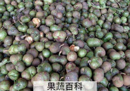 绿茶籽的功效与作用及禁忌