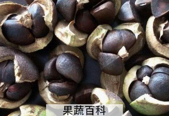 绿茶籽的功效与作用及禁忌