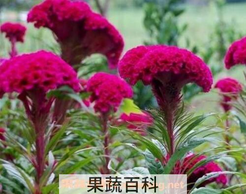 鸡冠花怎么养 鸡冠花的养殖方法