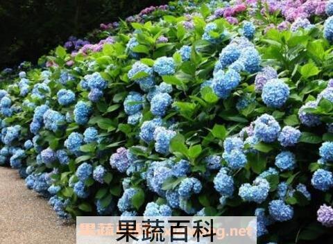 绣球花的养殖方法和注意事项