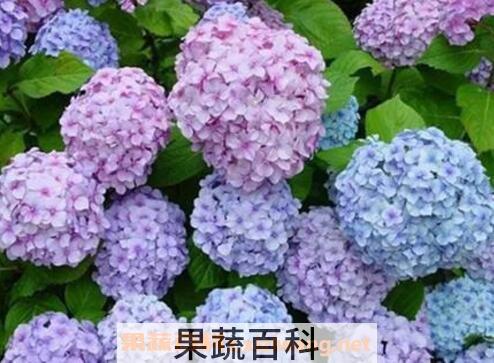 绣球花的养殖方法和注意事项