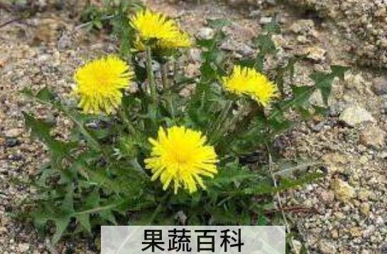 婆婆丁花泡水喝的功效与作用