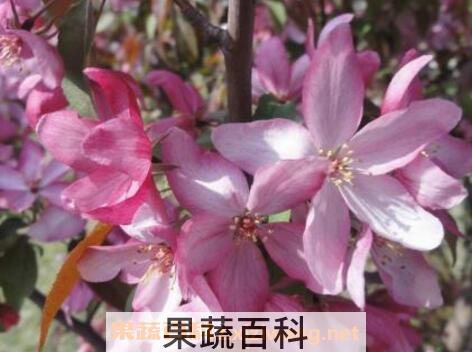 紫叶海棠花的养殖方法和注意事项