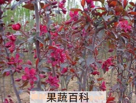 紫叶海棠花的养殖方法和注意事项