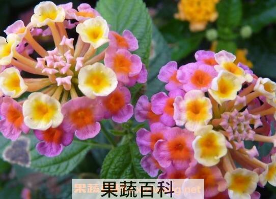 吉祥如意花的养殖方法