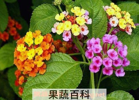 吉祥如意花的养殖方法