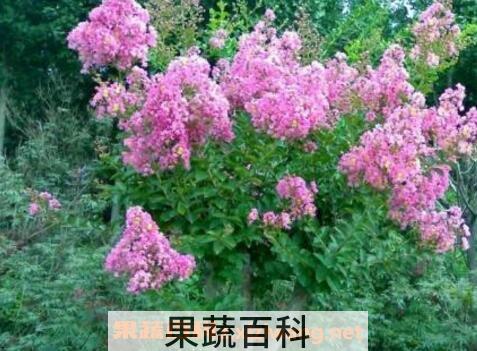 紫薇花的养殖方法和注意事项