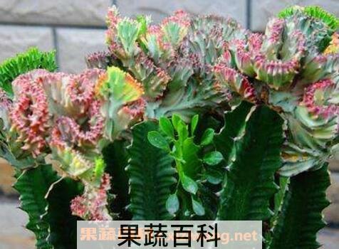紫叶龙骨花的养殖方法
